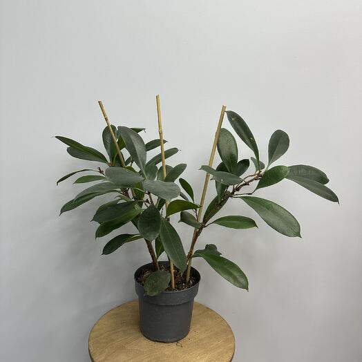 Фикус Циатистипула