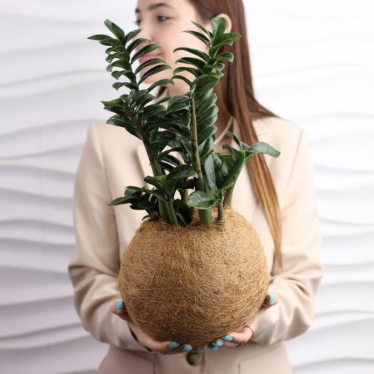 Комнатное растение. Кокедама Замиокулькас Зензи М