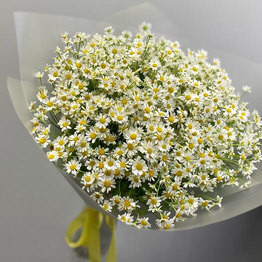 Ромашки (танацетум)
