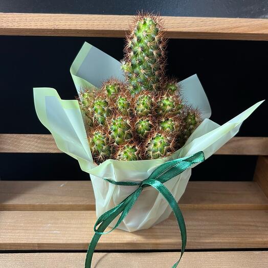 Кактус  Mammillaria elongata
