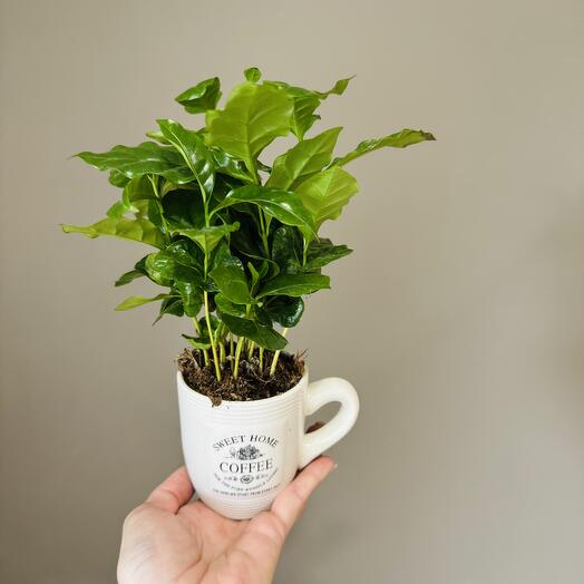 Кофе в чашке ☕️