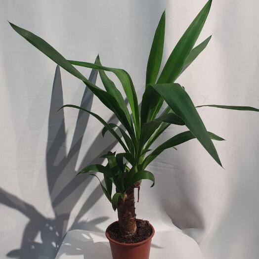 Комнатное растение "Юкка"