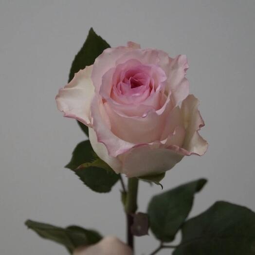 Роза Мандала