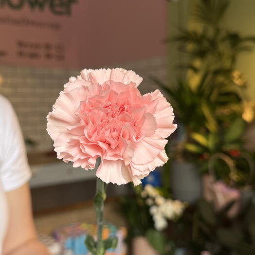 Рожева гвоздика