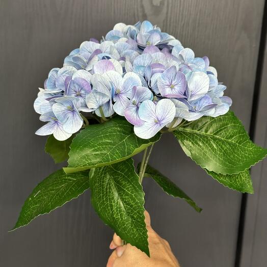Гортензия голубая 🩵