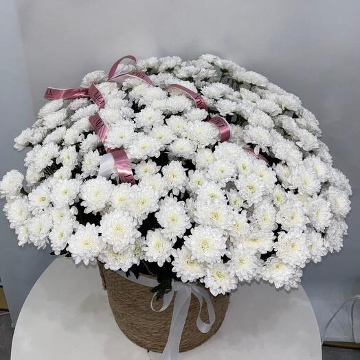 Хризантема в кашпо