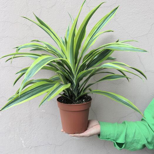 Драцена Лемон Лайм (d - 15)