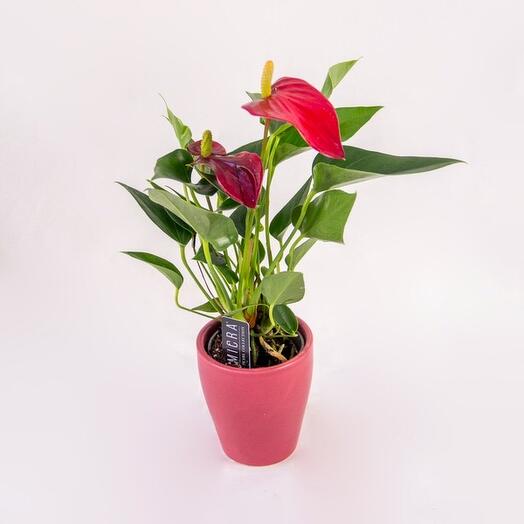 Red Anthurium 1