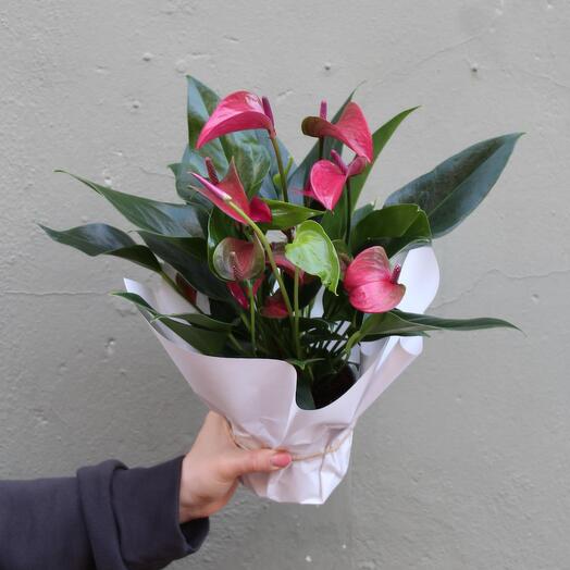 Антуриум Средний