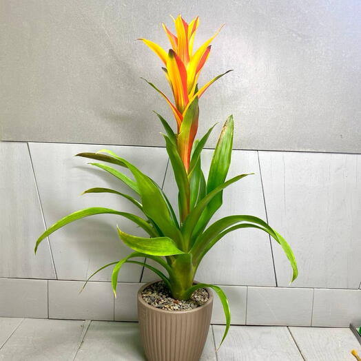 Бромелия Гузмания