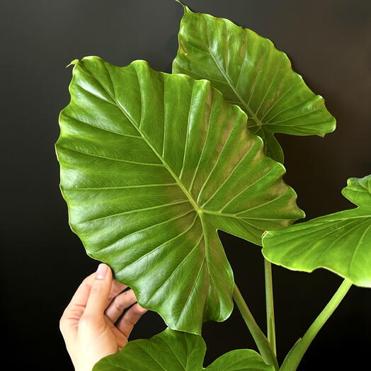 Алоказия Гагеана на фитильном поливе