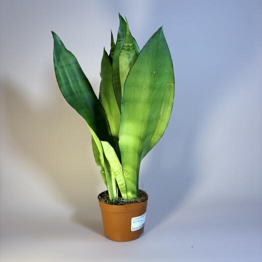 Сансевиерия Муншайн Лунная
