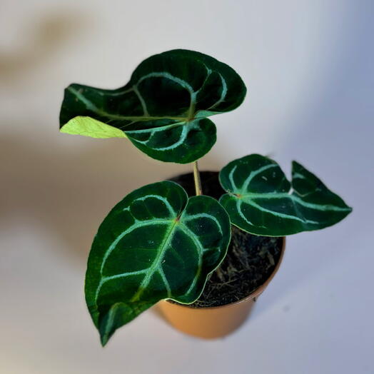 Антуриум Хрустальный