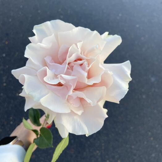 Роза французская «Пинк Мондиаль»