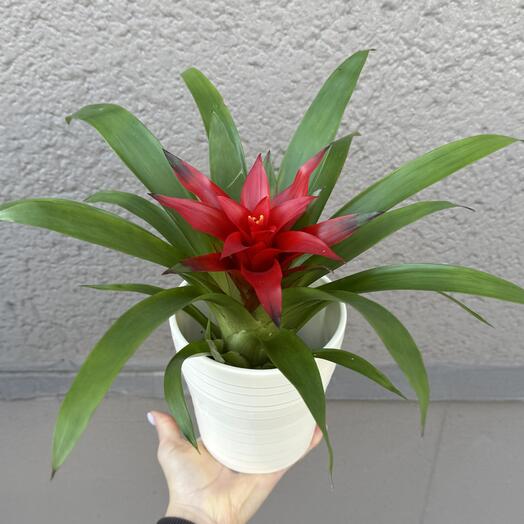 Красная гузмания в керамическом кашпо