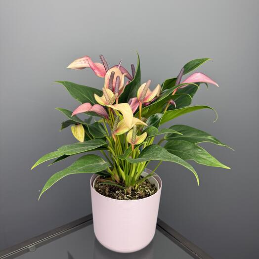 Антуриум зизу в сиреневом кашпо, высота 40см