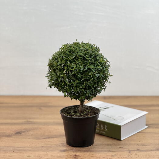 Мирт штамб D12