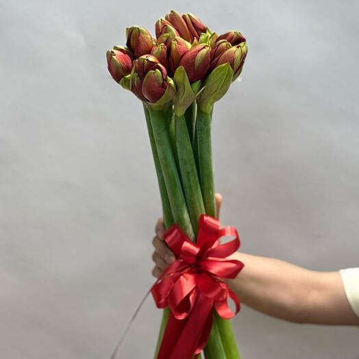 Амариллис красный