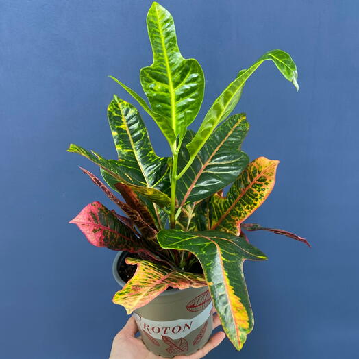 Кодиум 🌿