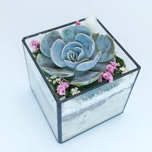 Florarium with succulents "Mini cube with Lilacina" 8cm