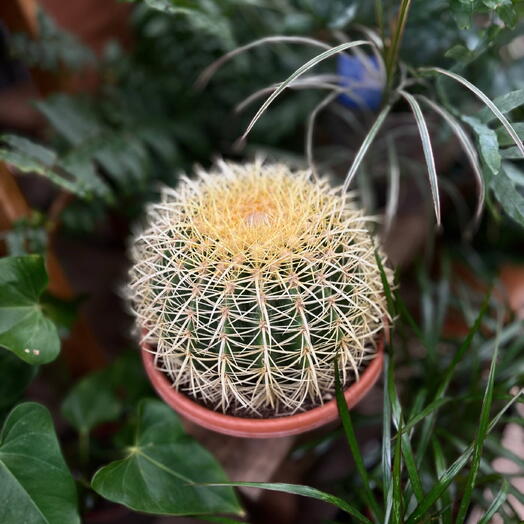 Эхинокактус Грузони