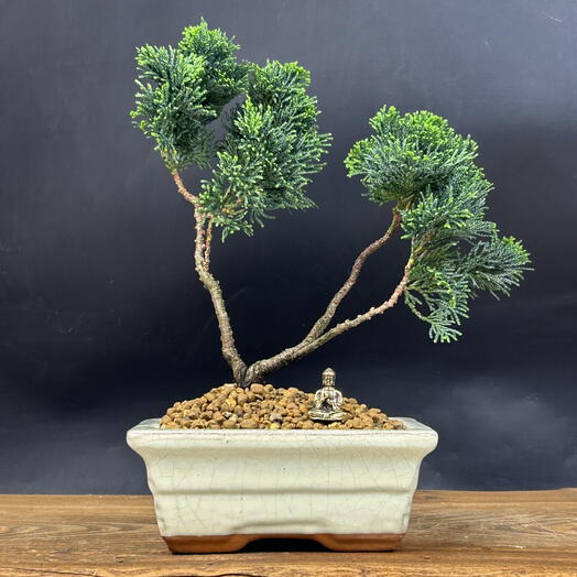 Бонсай Кипарисовик 30 см, 6 лет