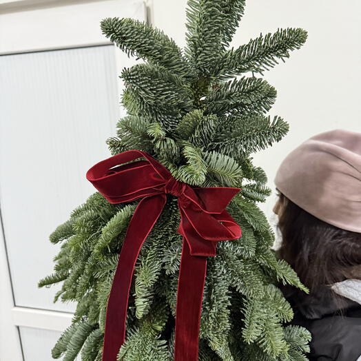 Композиция елка из нобилиса