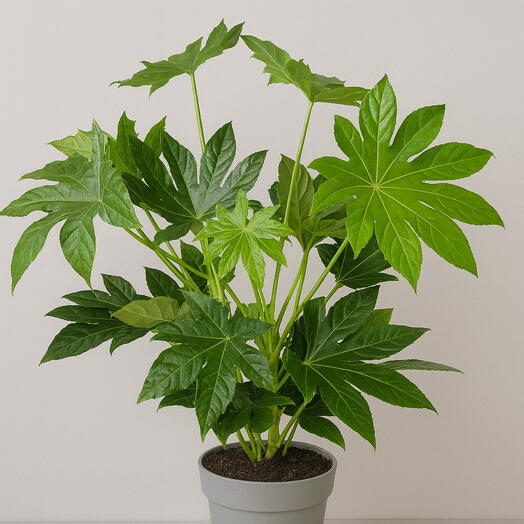 Фатсія японська