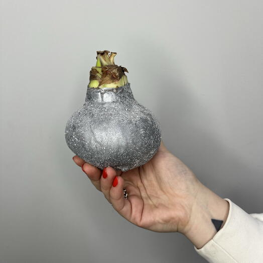 Луковица амариллиса серебряная