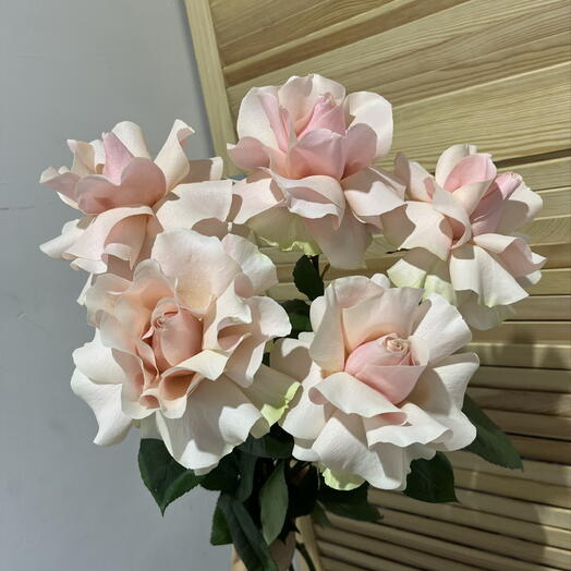 Роза французская 5 штук 💕
