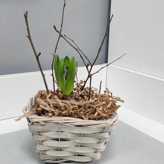 Синий гиацинт в корзинке