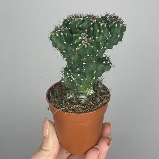 Кактус