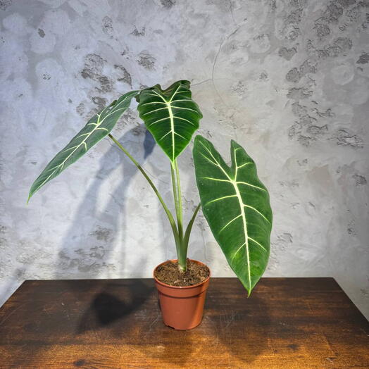 Алоказия Фридек