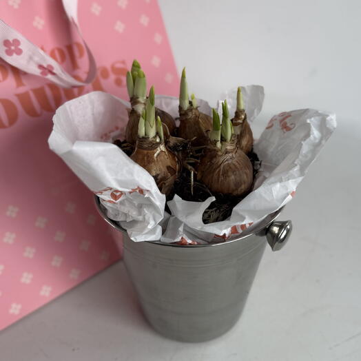 Нарциссы в металлическом кашпо