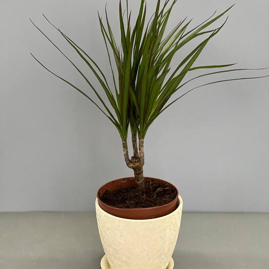 ДРАЦЕНА (DRACAENA MA ENKELE STAM)