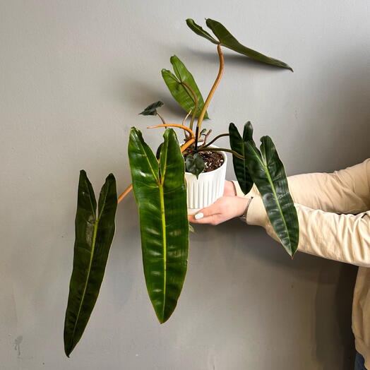 Комнатное растение живое, Филодендрон Биллитау в пластиковом горшке, 30 см