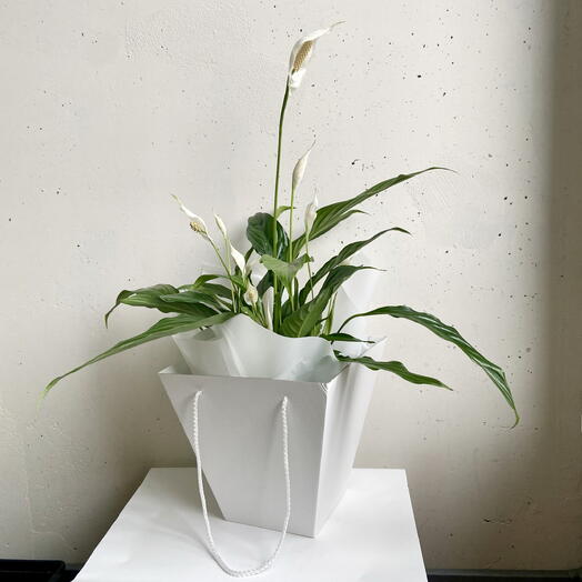 Planta de interior spathiphyllum