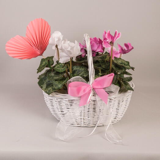 Весенние цикламены в корзине к 8 марта