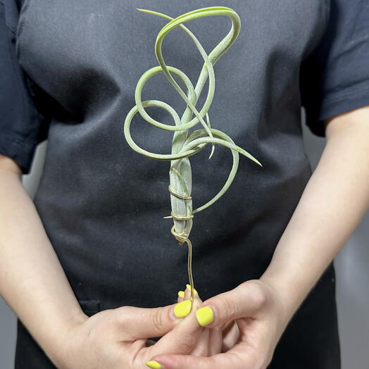 Тилландсия Интермедиа (Tillandsia Intermedia)