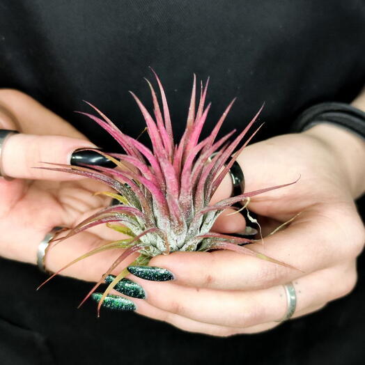 Тилландсия Ионанта Красная (Tillandsia Ionantha Red)