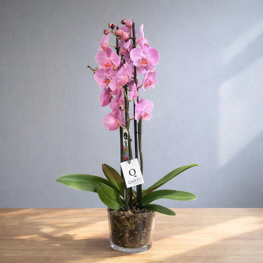 Orquidea Rosa l