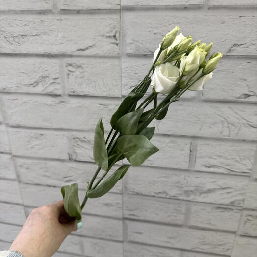 Белая эустома