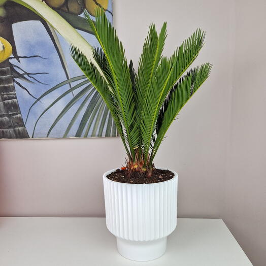 Комнатная пальма Цикас (Саговник)