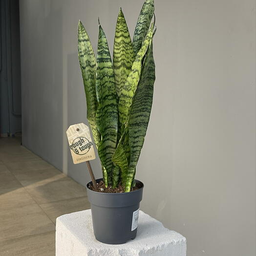 SANSEVIERIA неприхотливая Сансевиерия полосатая для очищения возлуха