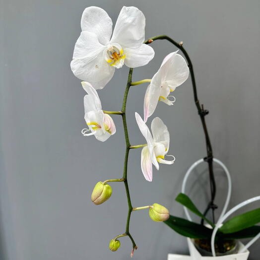 Орхидея Белая в подарочной сумочке