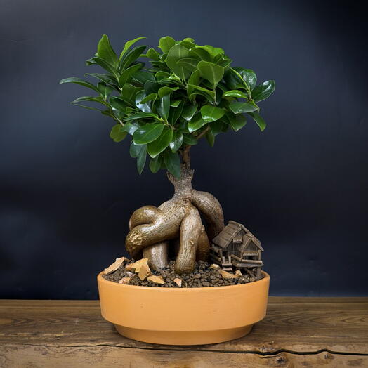 Бонсай Фикус Микрокарпа, 40см, 16 лет