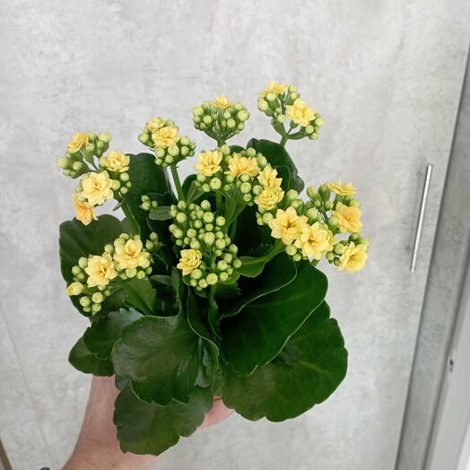 Каланхоэ желтый