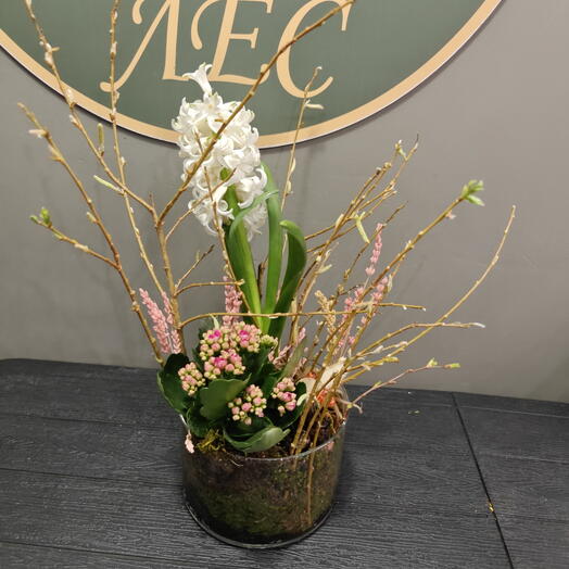 Мини сад в стеклянной вазе гиацинт, каланхоэ