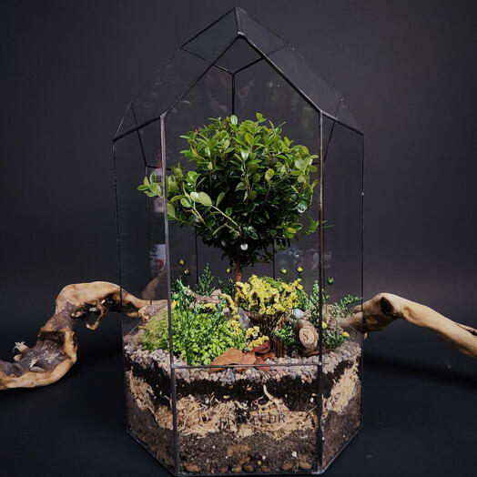 Флорариум с мирсиной африканской «Большой сад души»