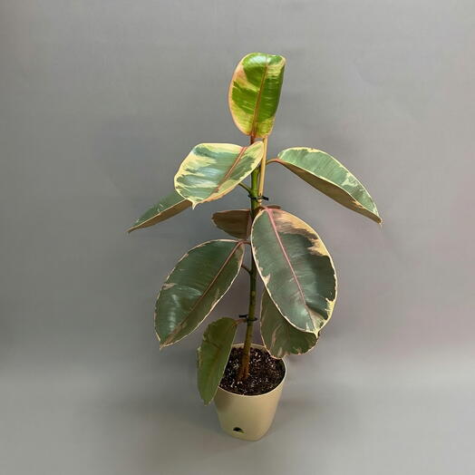 Фикус эластика «Белиз» (Ficus elastica Belize)